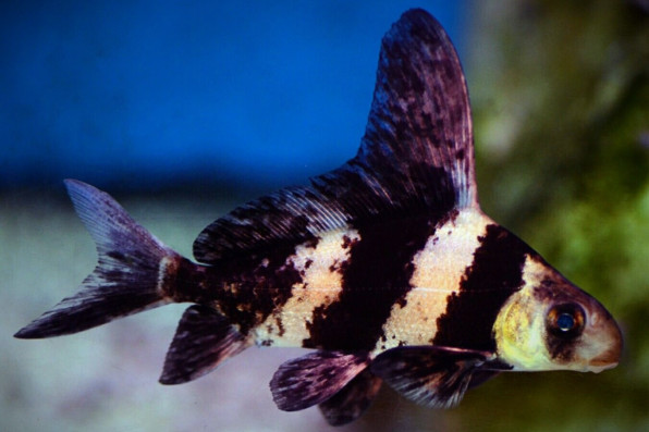 Китайский парусник Чукукан