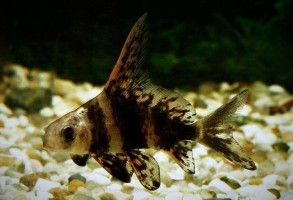 Китайский парусник Чукукан