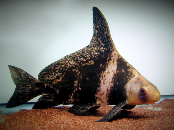 Китайский парусник Чукукан