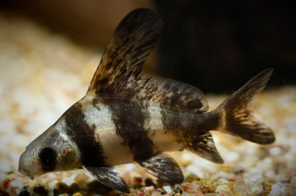 Китайский парусник Чукукан