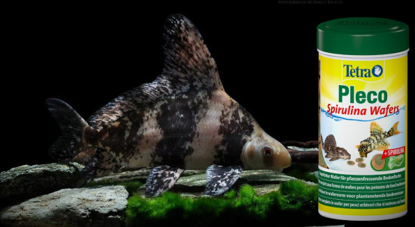 Китайский парусник Чукукан