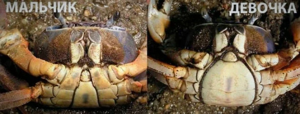 Краб-вампир