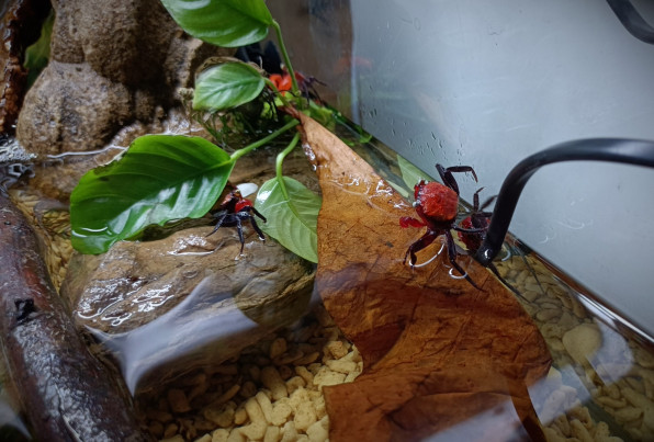 Краб Красный дьявол