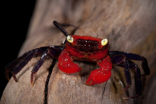 Краб Красный дьявол