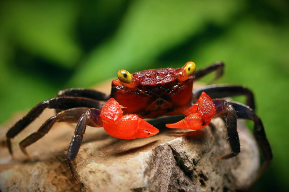Краб Красный дьявол