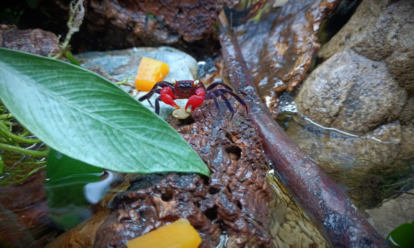 Краб Красный дьявол