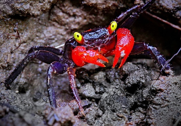Краб Красный дьявол
