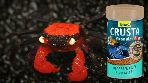 Краб Красный дьявол