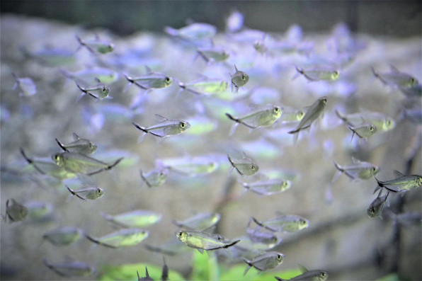 Тетра Коста