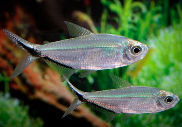 Тетра Коста