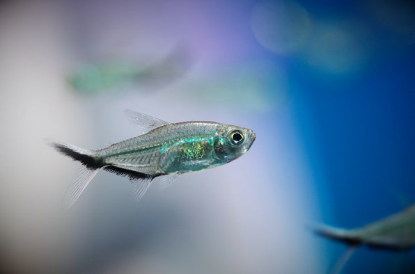 Тетра Коста