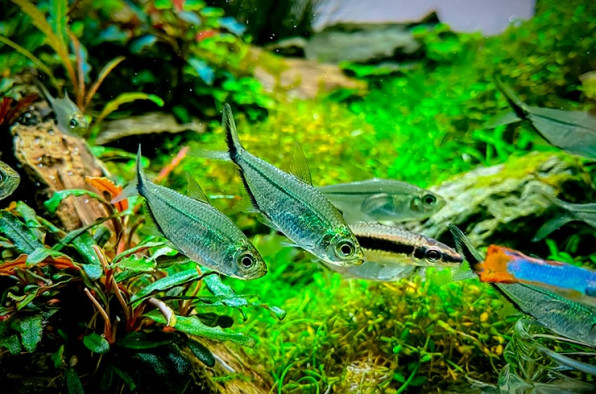 Тетра Коста