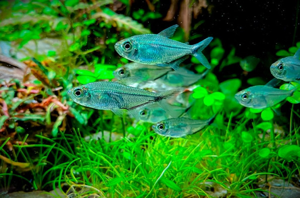 Тетра Коста