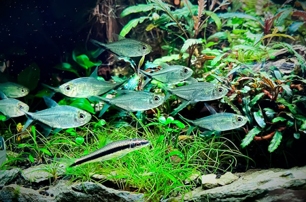 Тетра Коста