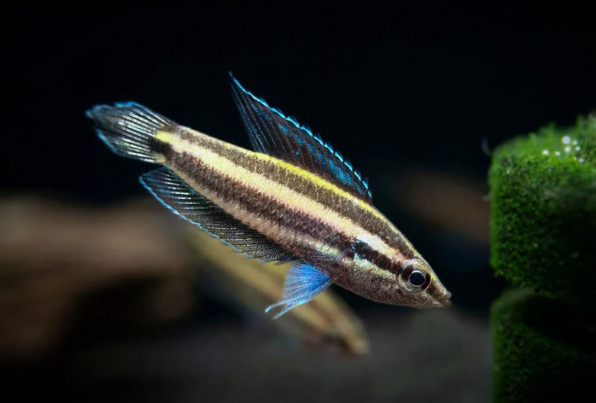 Гурами лакричный