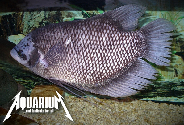 Гурами гигантский