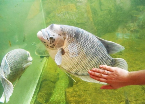 Гурами гигантский