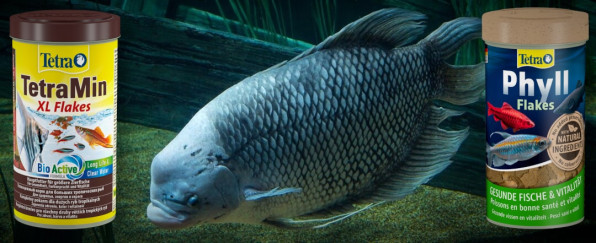 Гурами гигантский