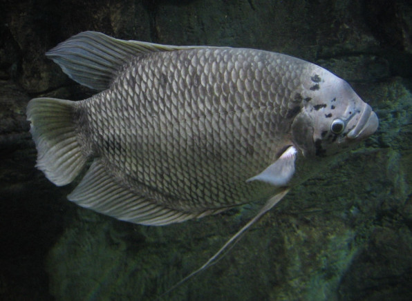 Гурами гигантский