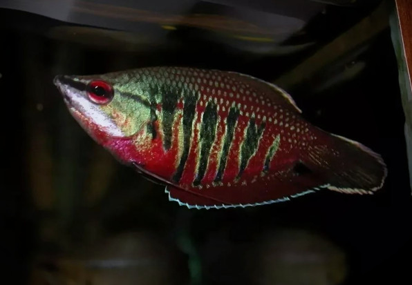 Гурами Вайланта