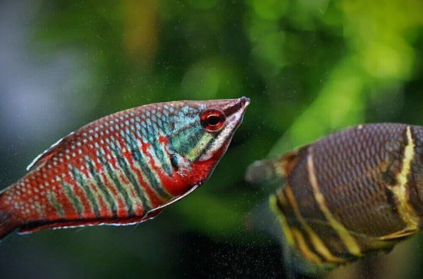 Гурами Вайланта