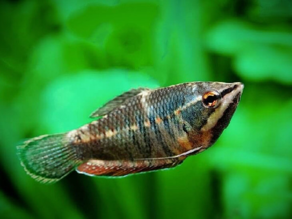 Гурами Вайланта