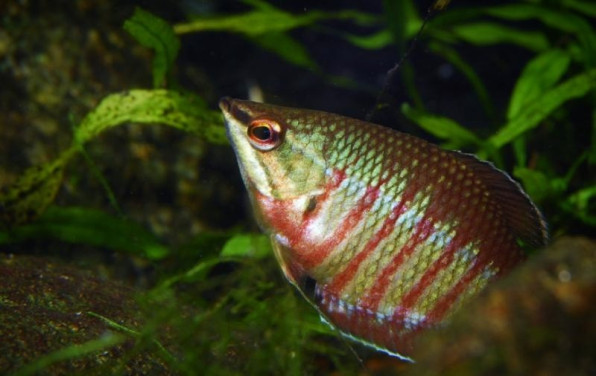 Гурами Вайланта