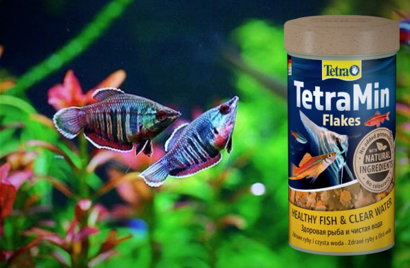 Гурами Вайланта