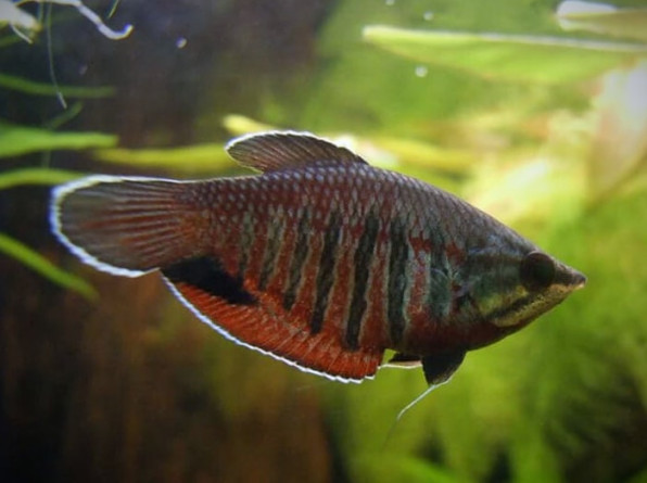 Гурами Вайланта