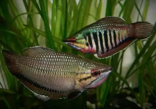 Гурами Вайланта