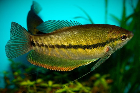 Змеевидный или бурый гурами