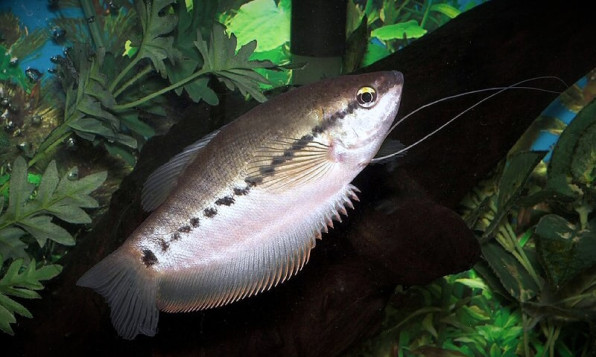 Змеевидный или бурый гурами