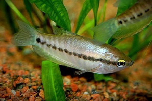 Змеевидный или бурый гурами