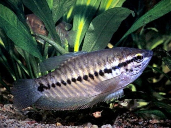 Змеевидный или бурый гурами