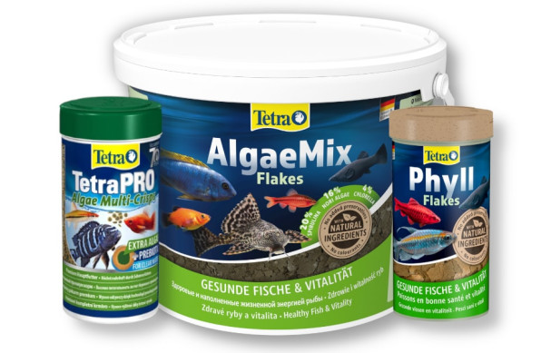 Змеевидный или бурый гурами