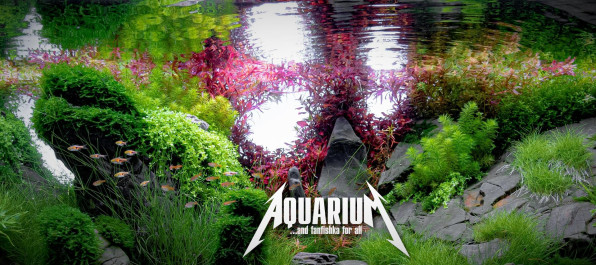 Ротала Кроваво-Красная (Rotala Blood Red)