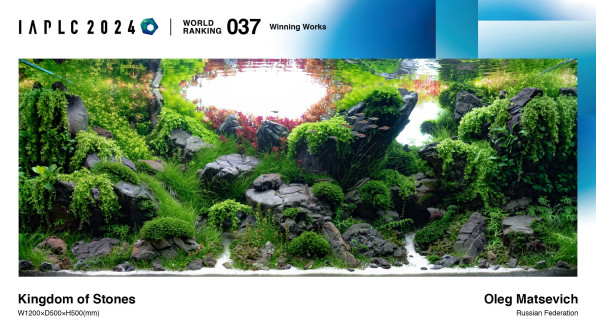 Ротала Кроваво-Красная (Rotala Blood Red)