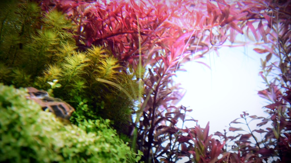 Ротала Кроваво-Красная (Rotala Blood Red)