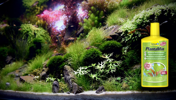 Ротала Кроваво-Красная (Rotala Blood Red)