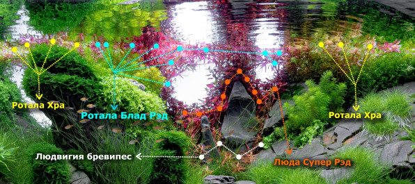 Ротала Кроваво-Красная (Rotala Blood Red)