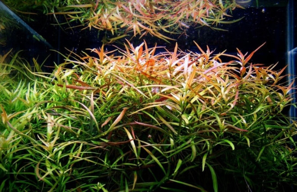 Людвигия Бревипес