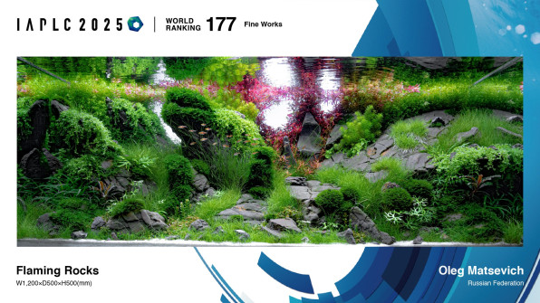 Людвигия Бревипес