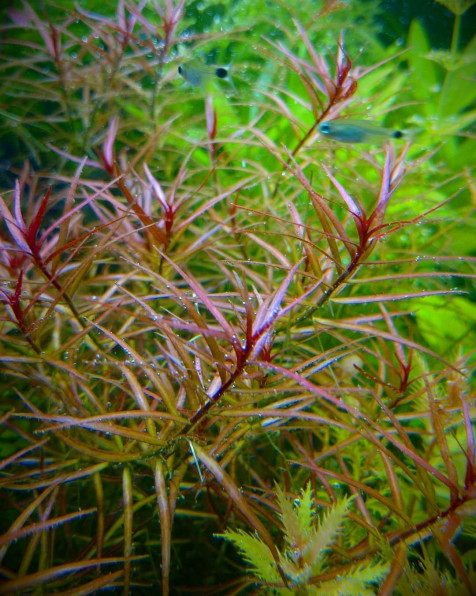 Людвигия Бревипес