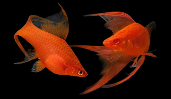 Правда ли, что меченосцы могут менять пол?