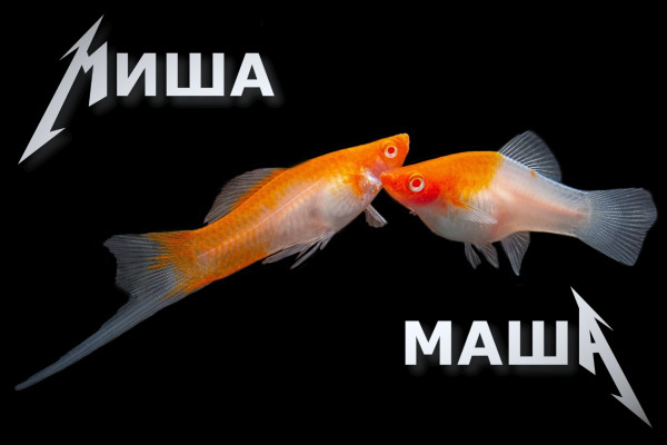 Правда ли, что меченосцы могут менять пол?