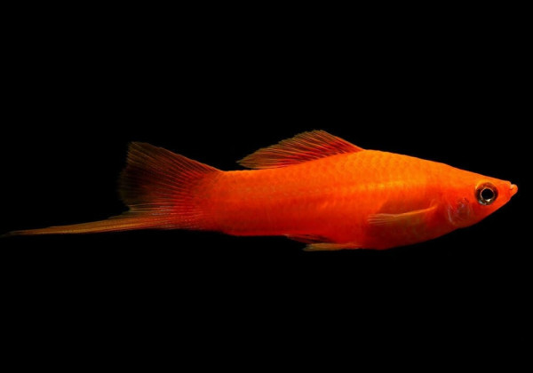 Правда ли, что меченосцы могут менять пол?