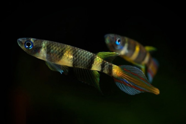 Эпиплатис факельный