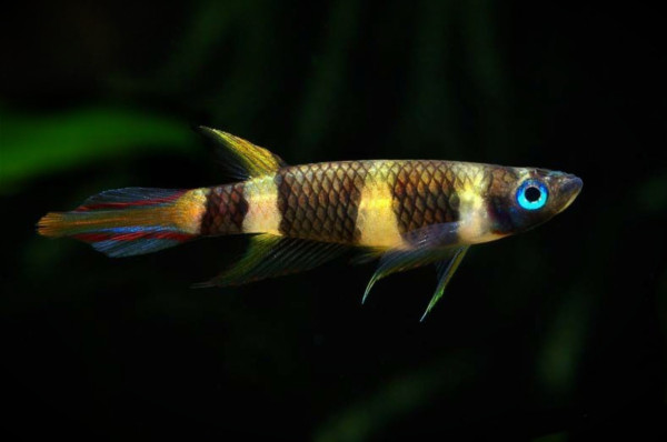 Эпиплатис факельный