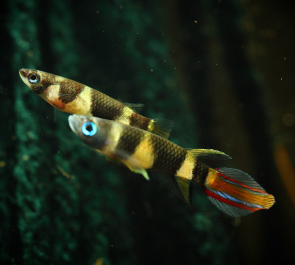 Эпиплатис факельный