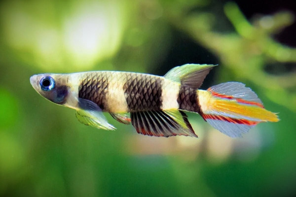 Эпиплатис факельный